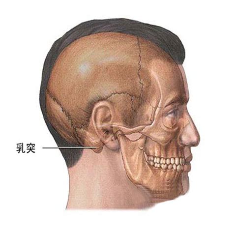 1970属相 乳突骨突出